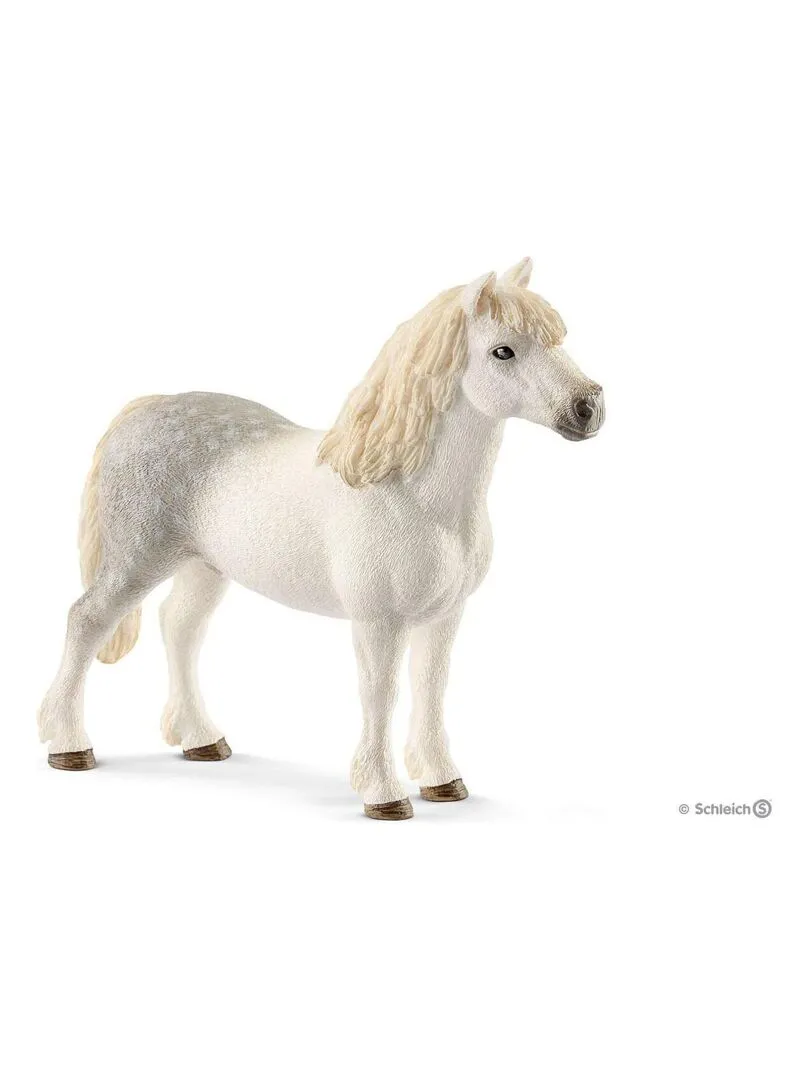 13871 Poney Galois Male - N/A