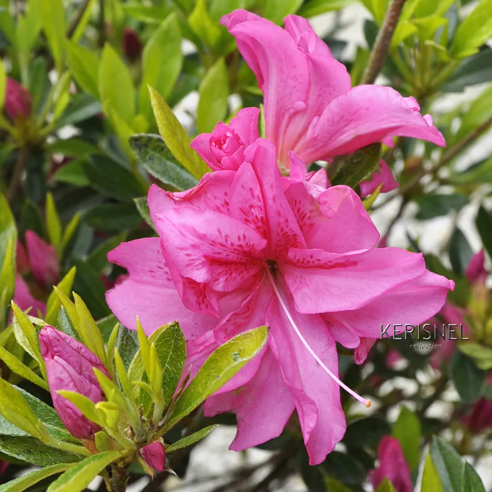 Azalea japonica : H 50/60 cm, C10L - Variétés variables