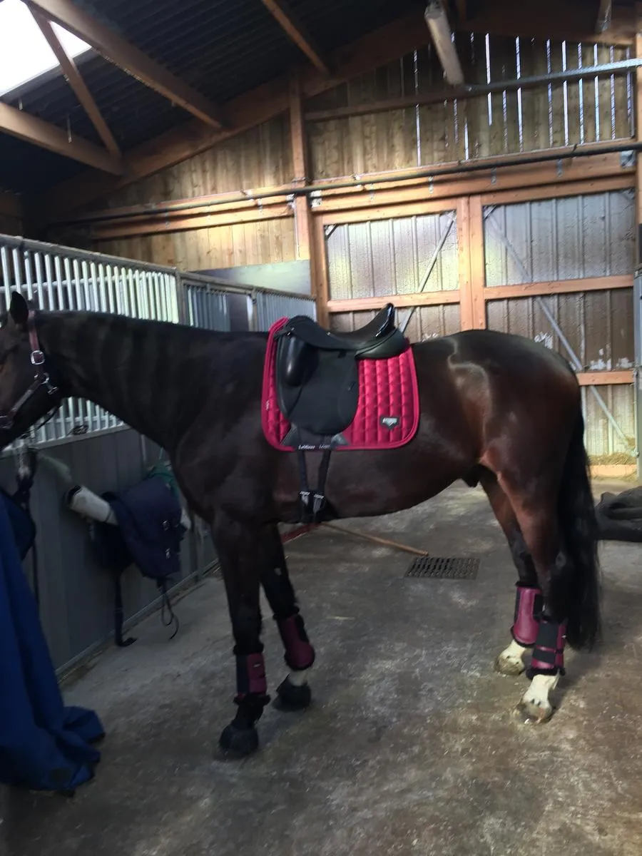 Custom saddlery Icon Flight dressage saddle