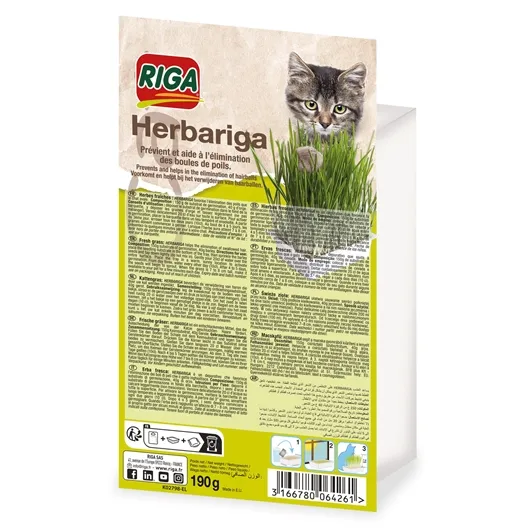 Herbe à chat