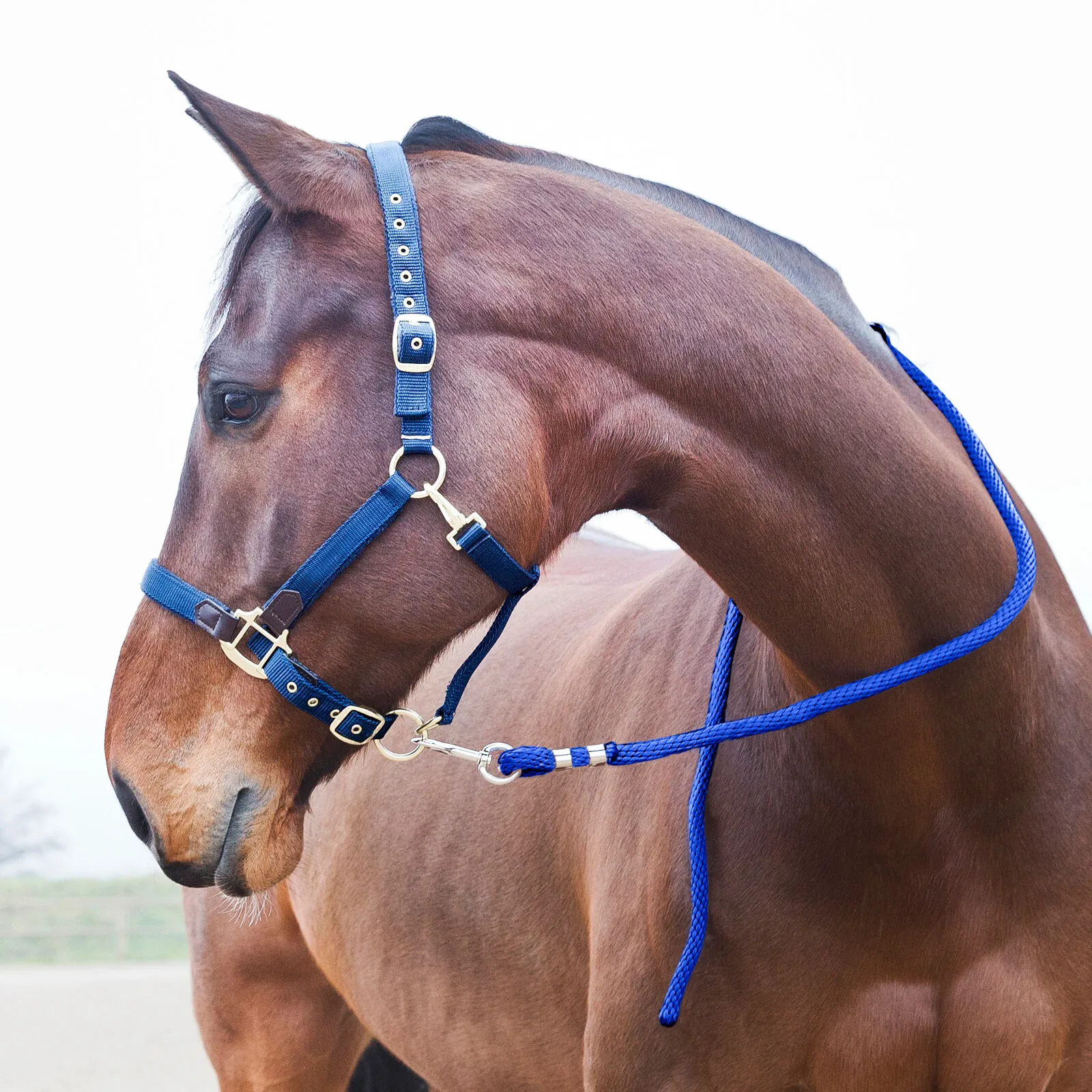 Horze Longe , mousqueton