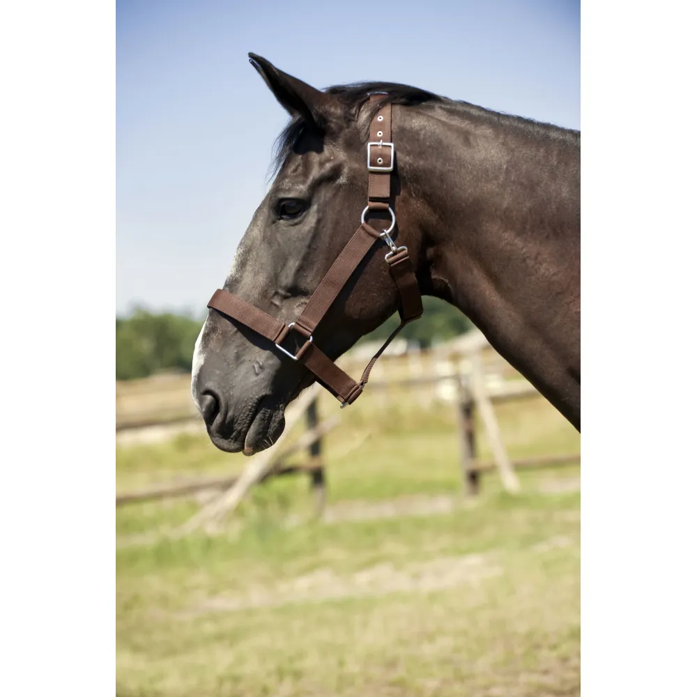 Licol nylon cheval de trait Norton - LICOLS SYNTHÉTIQUES - PADD