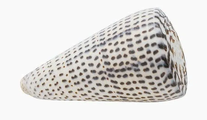 Quay Traders Leopardus Cone Shell Decoration - Trouva